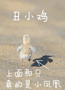 丑小鸡
